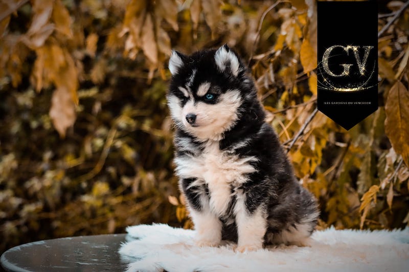 Anaya des gardiens du vencedor1