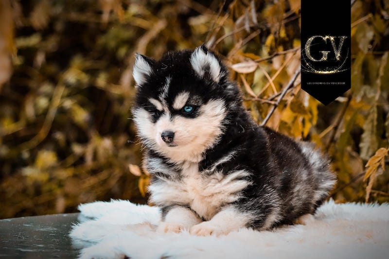 Anaya des gardiens du vencedor3