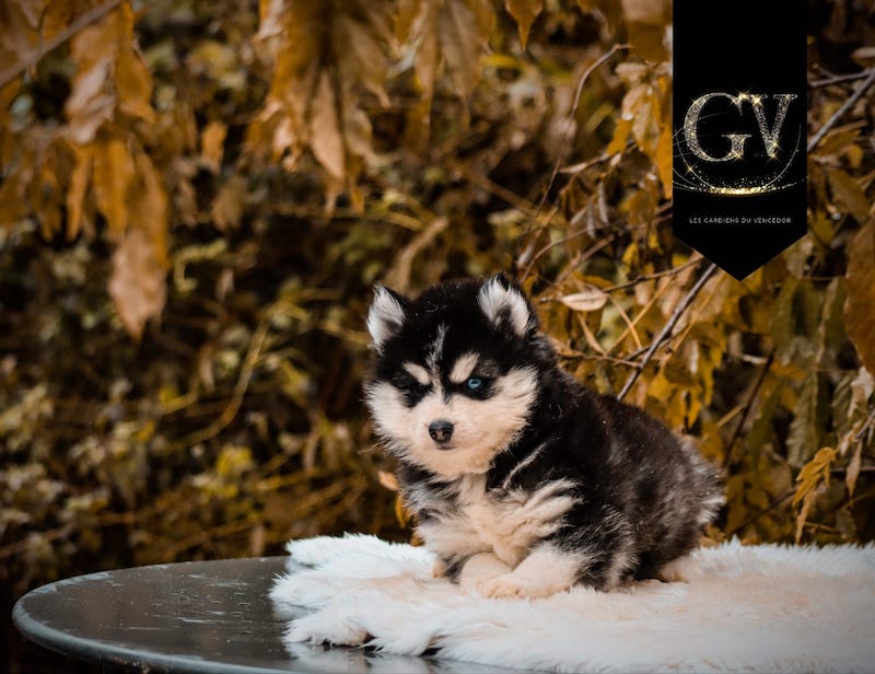 Anaya des gardiens du vencedor4