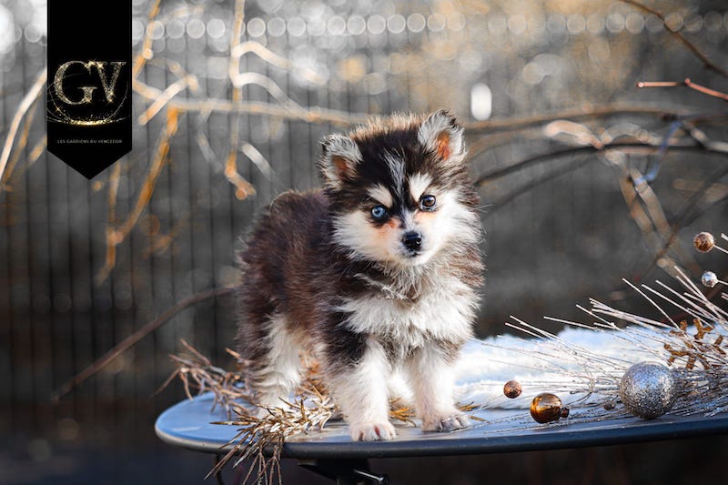 Angie des gardiens du vencedor1