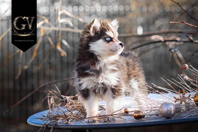 Angie des gardiens du vencedor3