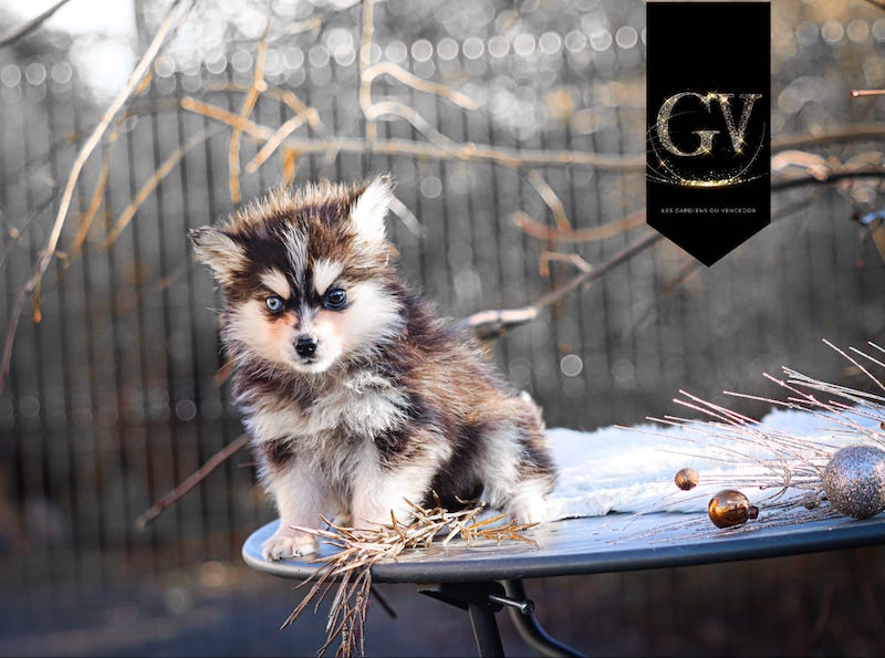 Angie des gardiens du vencedor4