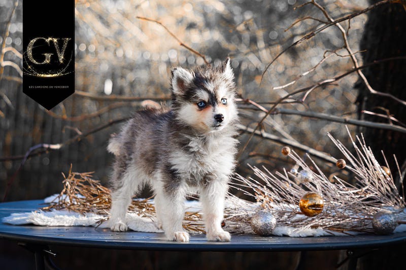 Angie des gardiens du vencedor5