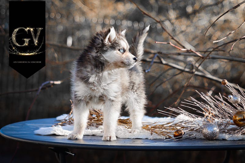 Angie des gardiens du vencedor6