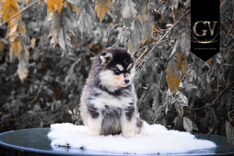 Aoris des gardiens du vencedor2