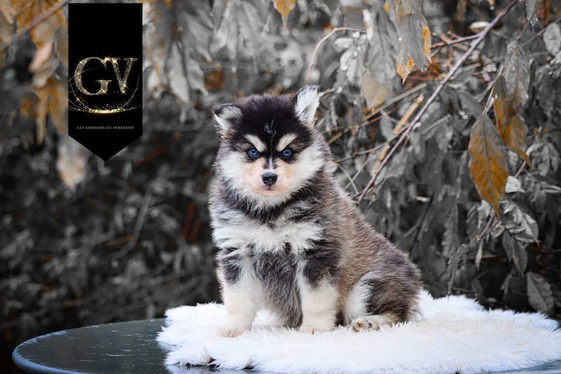 Aoris des gardiens du vencedor4