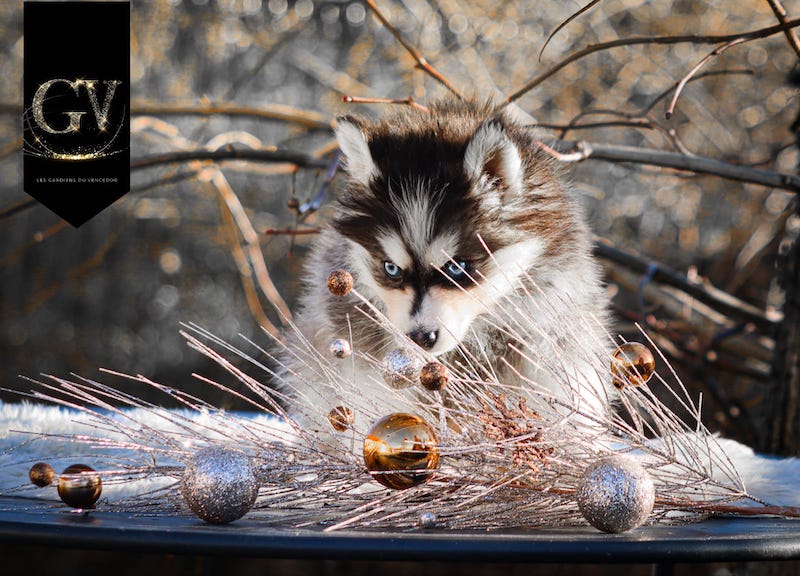 Apple des gardiens du vencedor1