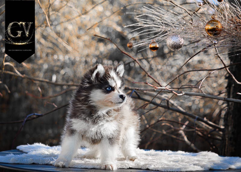 Apple des gardiens du vencedor2