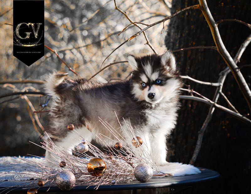 Apple des gardiens du vencedor3