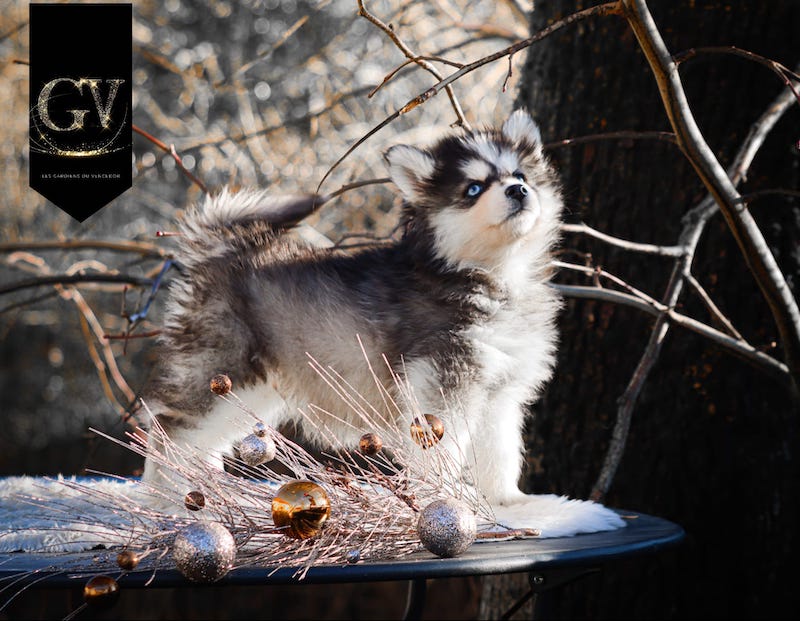 Apple des gardiens du vencedor4