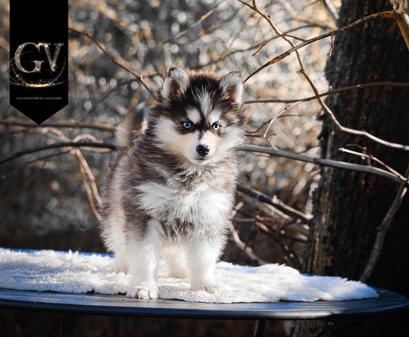 Apple des gardiens du vencedor5