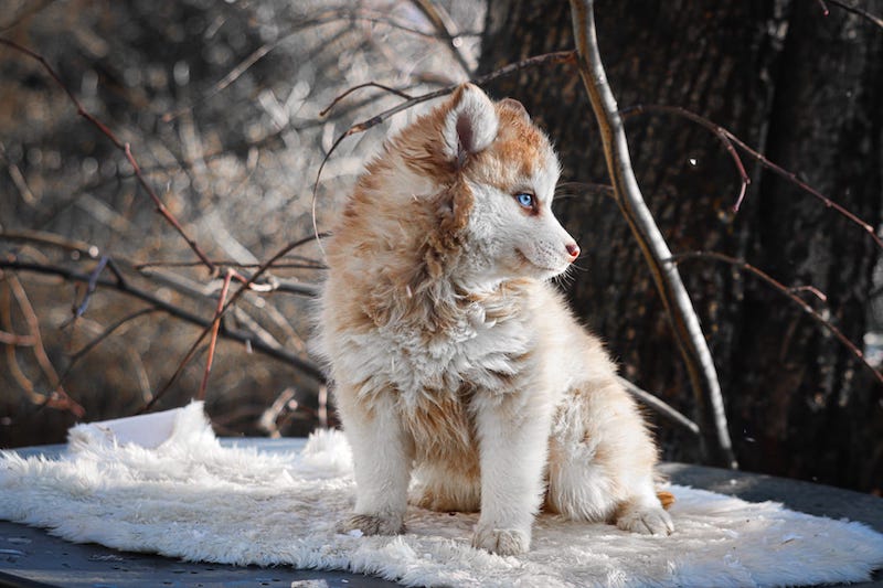 Aska des gardiens du vencedor1
