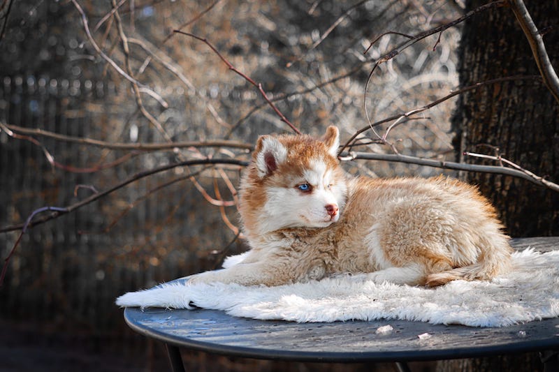 Aska des gardiens du vencedor2