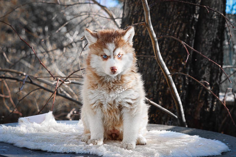 Aska des gardiens du vencedor4