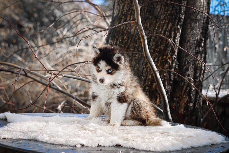 Aslo des gardiens du vencedor1