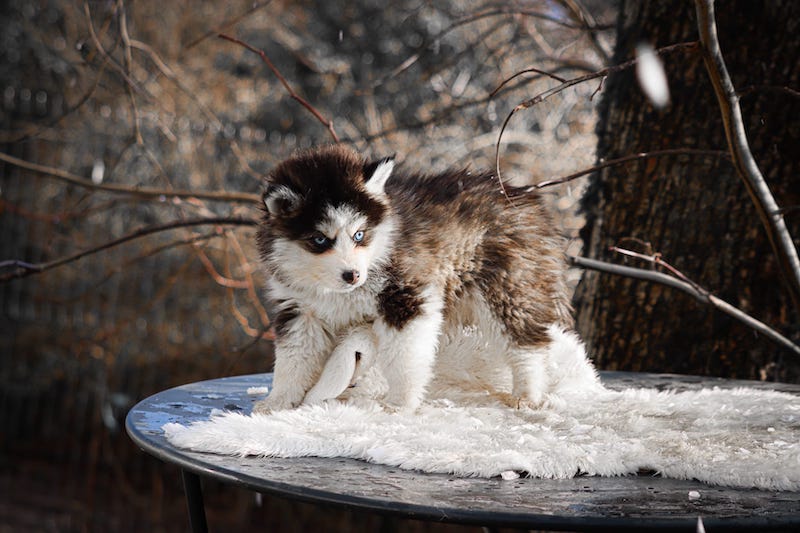 Aslo des gardiens du vencedor2