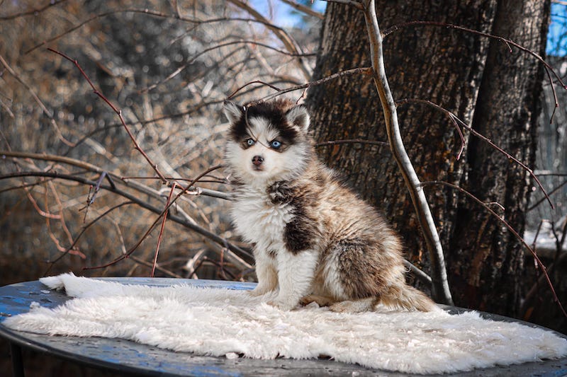 Aslo des gardiens du vencedor3