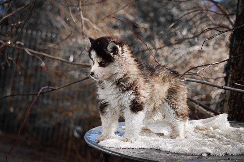 Aslo des gardiens du vencedor4