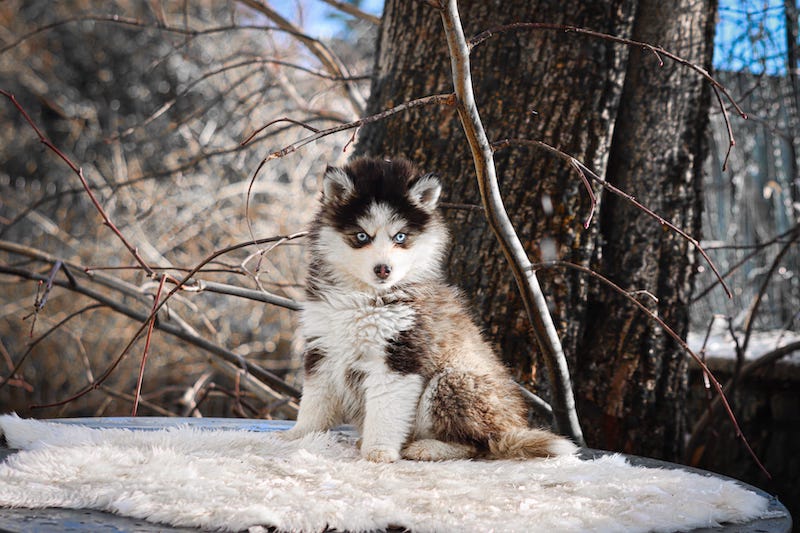Aslo des gardiens du vencedor5