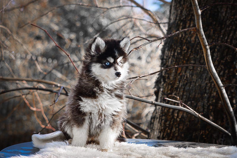 Astoria des gardiens du vencedor1