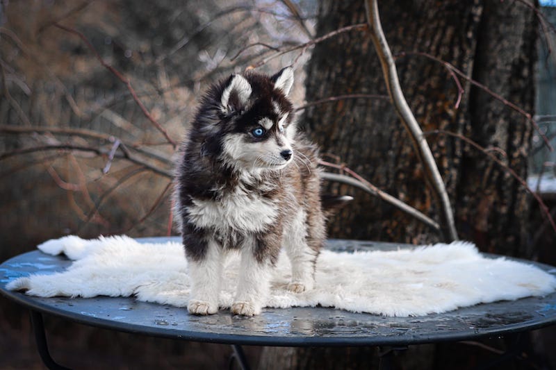 Astoria des gardiens du vencedor2
