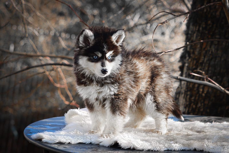 Astoria des gardiens du vencedor3