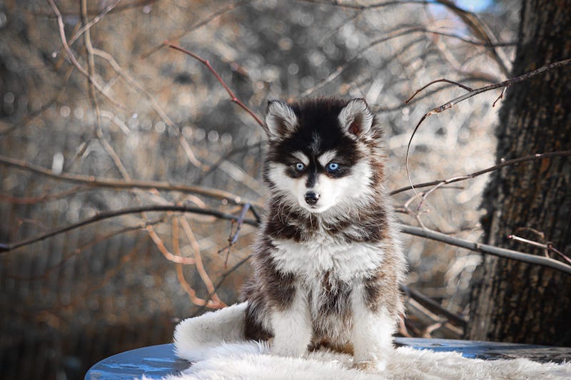 Astoria des gardiens du vencedor4
