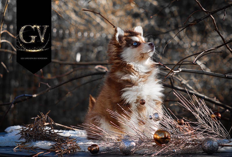 Astriddes gardiens du vencedor1