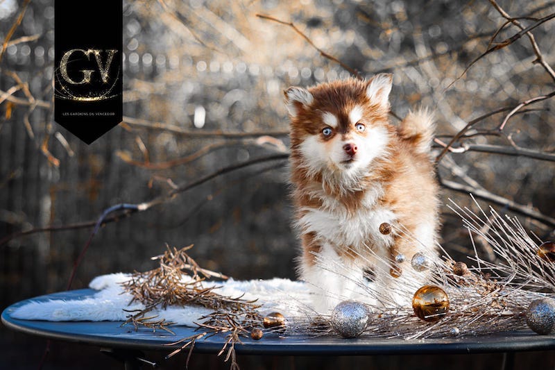 Astriddes gardiens du vencedor3