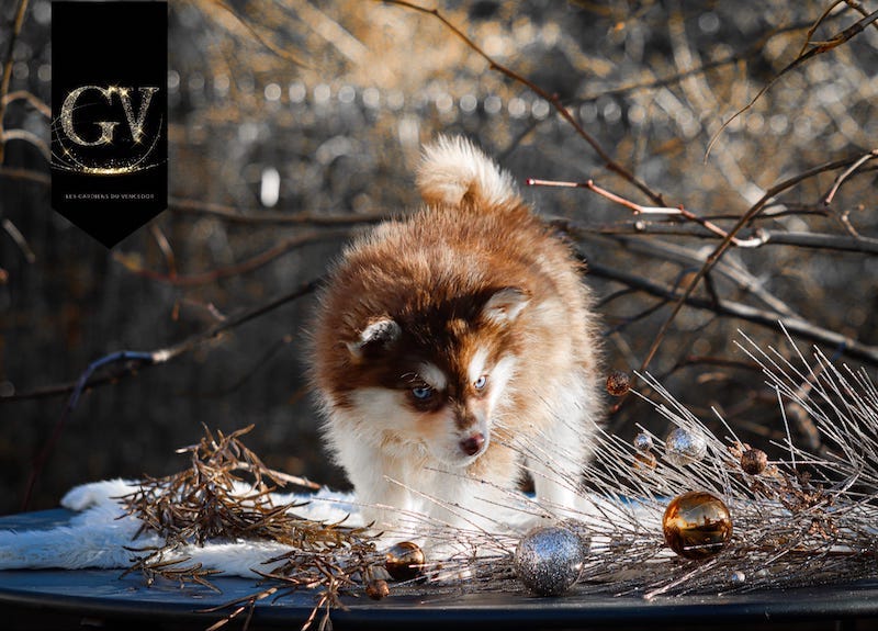 Astriddes gardiens du vencedor4