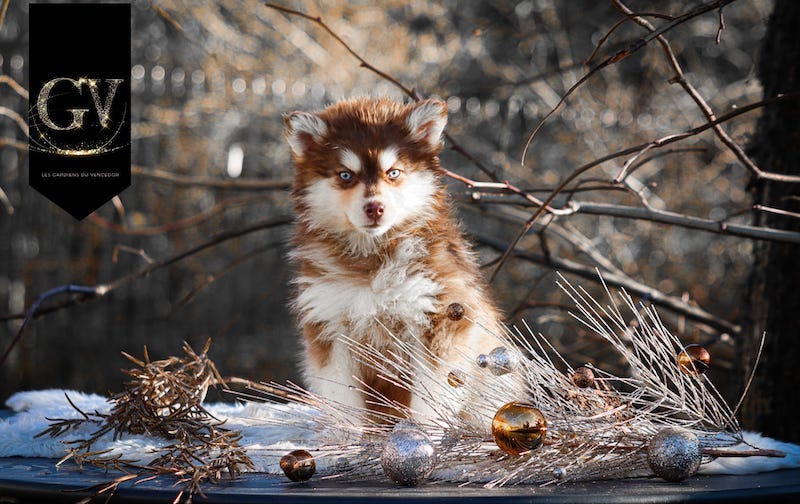 Astriddes gardiens du vencedor5