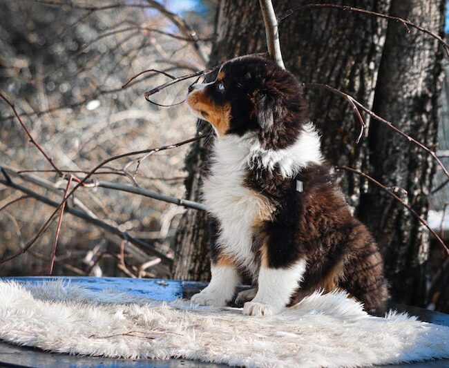 abyss des gardiens du vencedor4