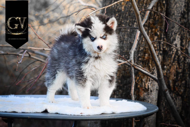 agatha des gardiens du vencedor1