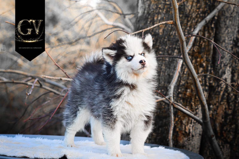 agatha des gardiens du vencedor2