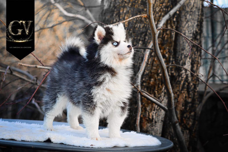 agatha des gardiens du vencedor4