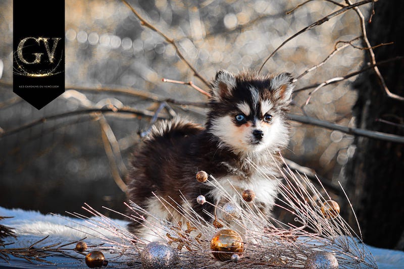 altess des gardiens du vencedor2
