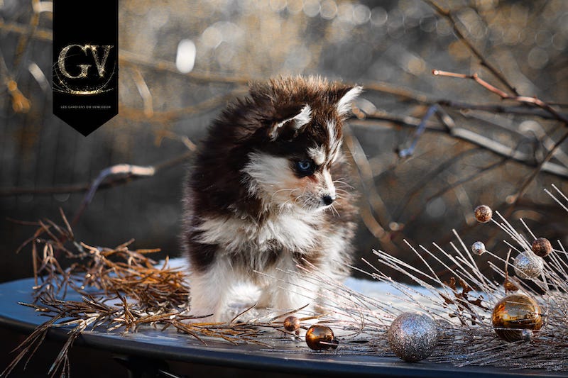 altess des gardiens du vencedor3