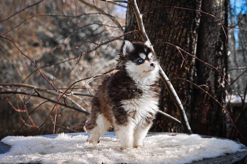 ankara des gardiens du vencedor1