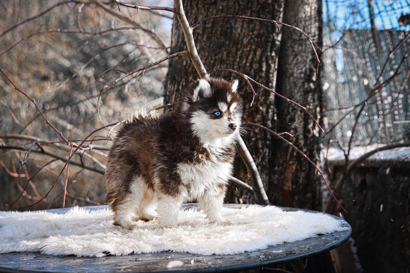 ankara des gardiens du vencedor2
