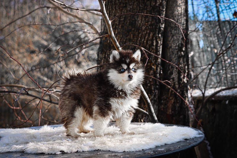 ankara des gardiens du vencedor3