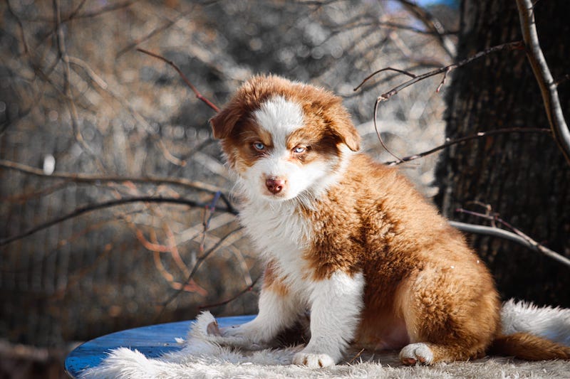 arizona des gardiens du vencedor1