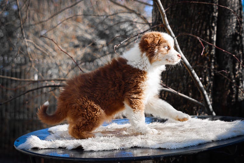 arizona des gardiens du vencedor3