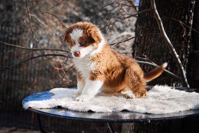 arizona des gardiens du vencedor4