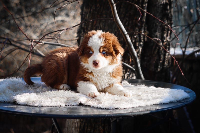arizona des gardiens du vencedor5