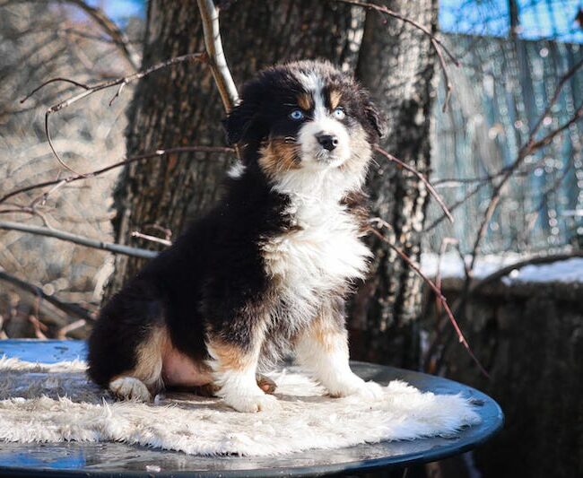 aron des gardiens du vencedor2