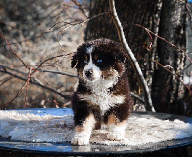 aron des gardiens du vencedor3