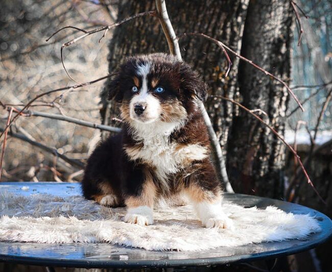 aron des gardiens du vencedor4