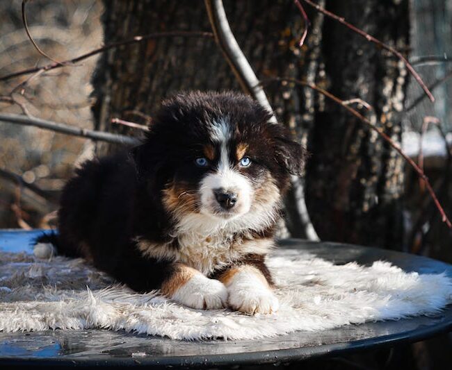 aron des gardiens du vencedor5
