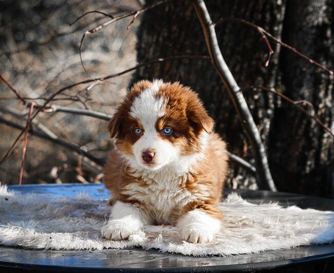 aston des gardiens du vencedor1