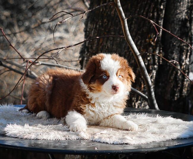 aston des gardiens du vencedor4